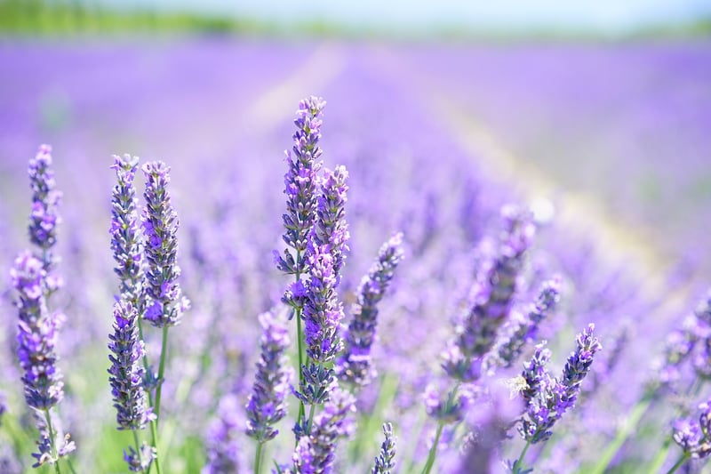Lavender Sachets